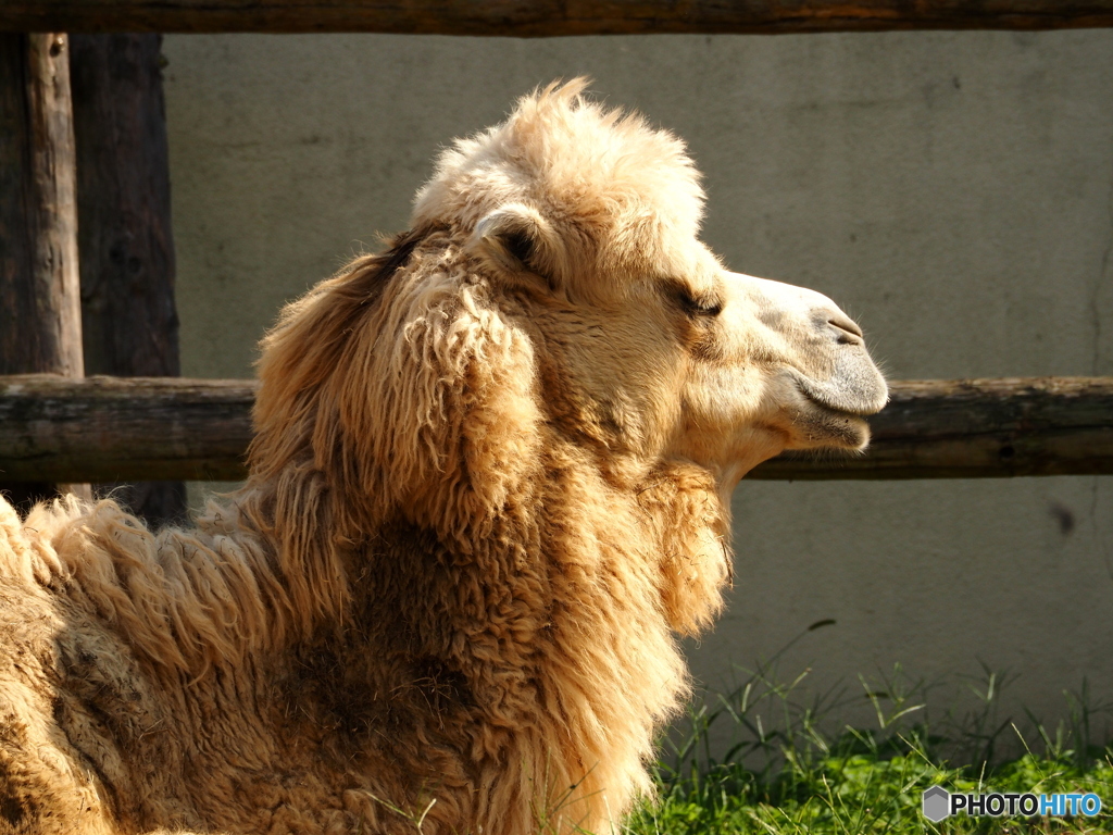 東武動物公園