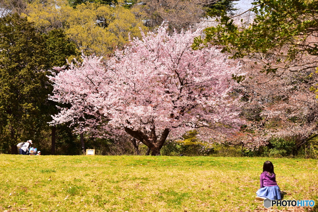 航空公園の桜