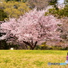 航空公園の桜