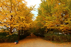 昭和記念公園のイチョウ