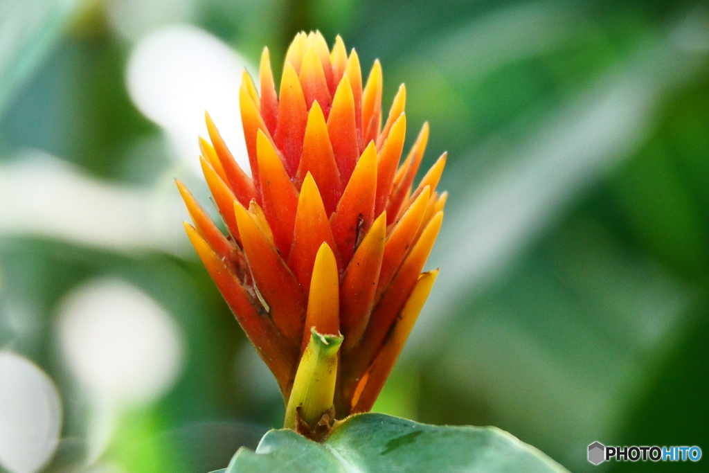 ケアンズ・ボタニック・ガーデンズ