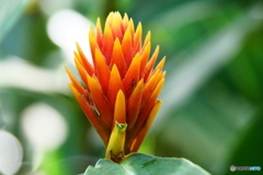 ケアンズ・ボタニック・ガーデンズ