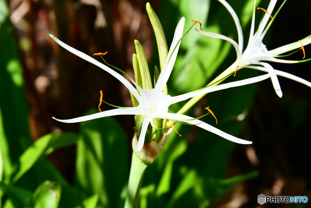 ケアンズ・ボタニック・ガーデンズ