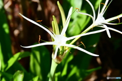 ケアンズ・ボタニック・ガーデンズ