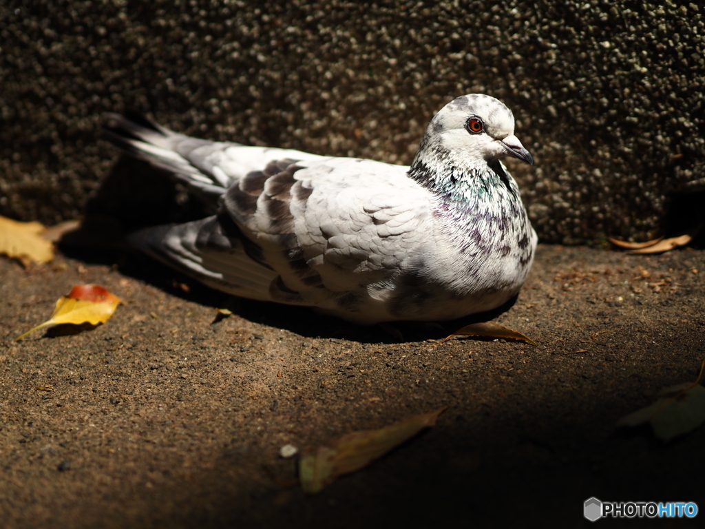 ED 75mm F1.8