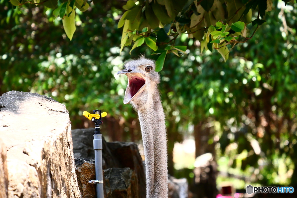 サイゴン動物園