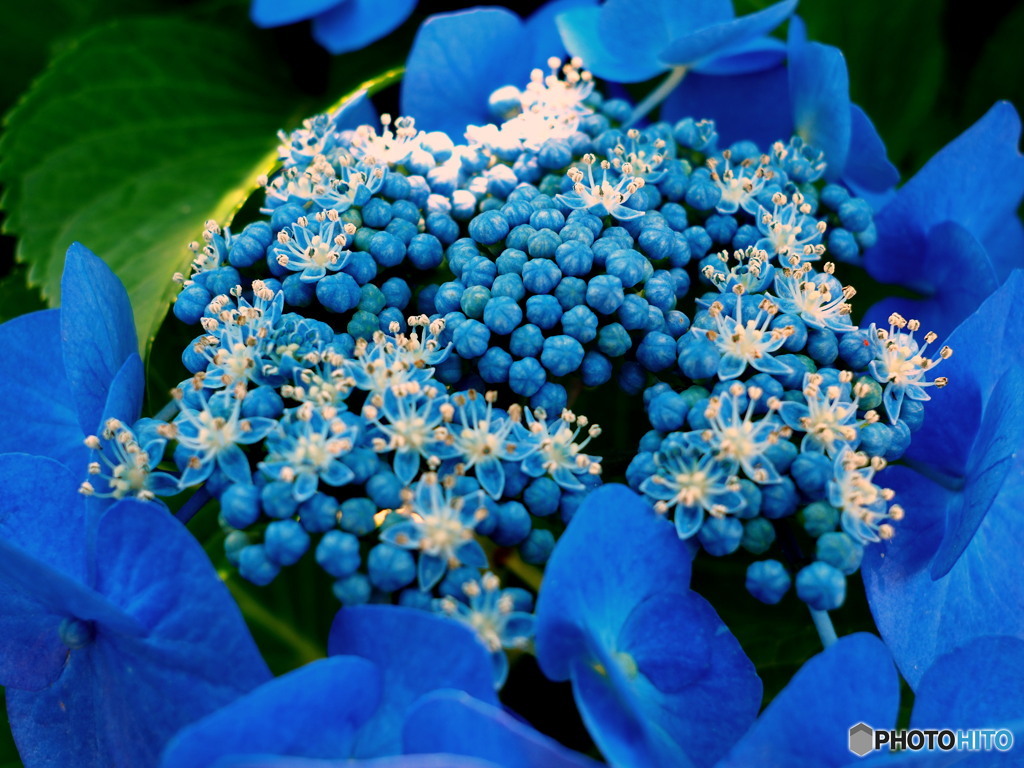 額紫陽花パート2