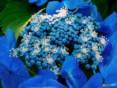 額紫陽花パート2
