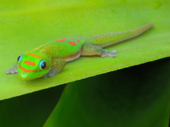 オアフ島ハレイワのゲッコー