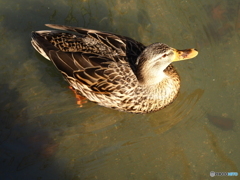 哲学の道のカモ
