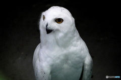 天王寺動物園