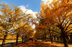 昭和記念公園のイチョウ