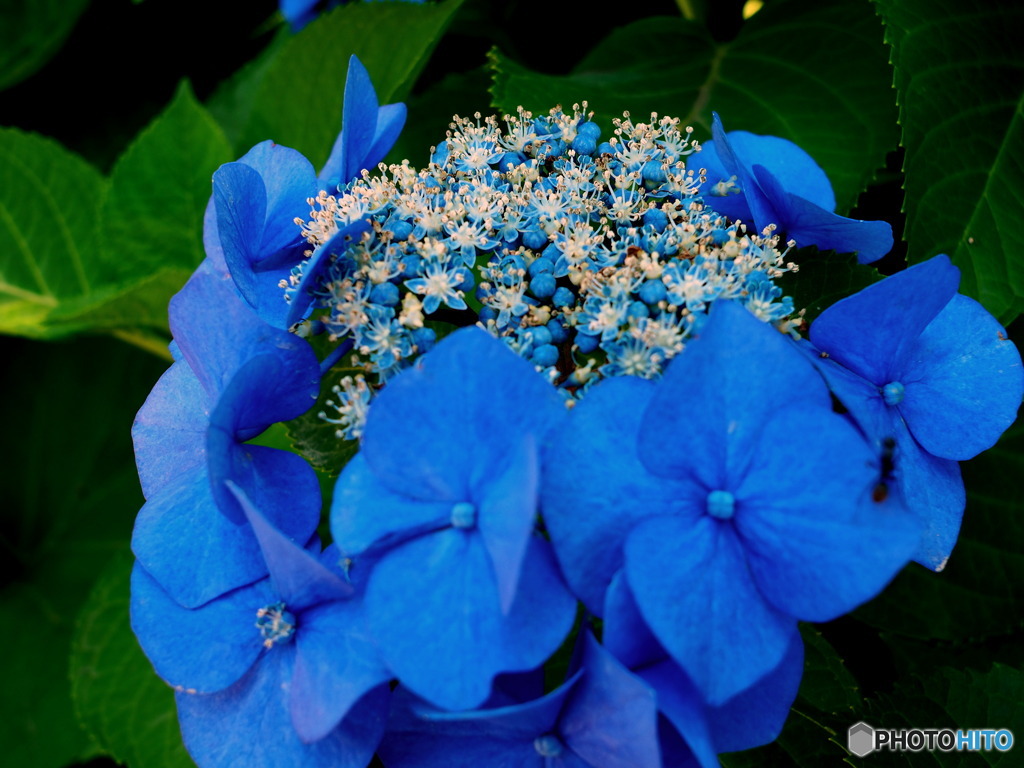 額紫陽花パート2