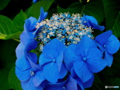 額紫陽花パート2