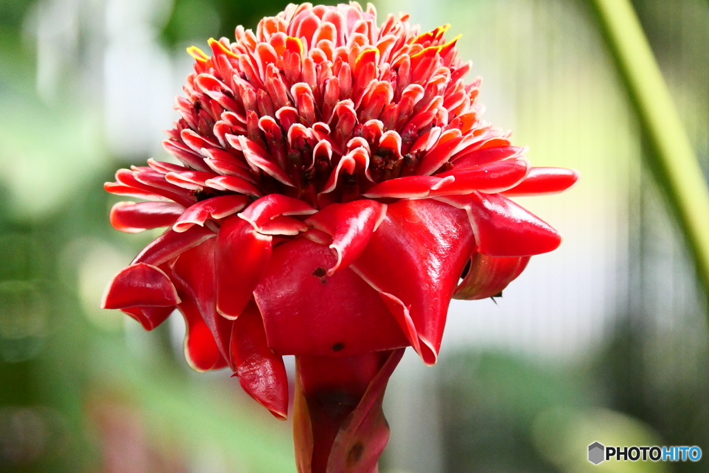 ケアンズ・ボタニック・ガーデンズ