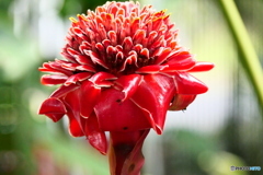 ケアンズ・ボタニック・ガーデンズ