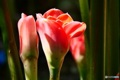 ケアンズ・ボタニック・ガーデンズ