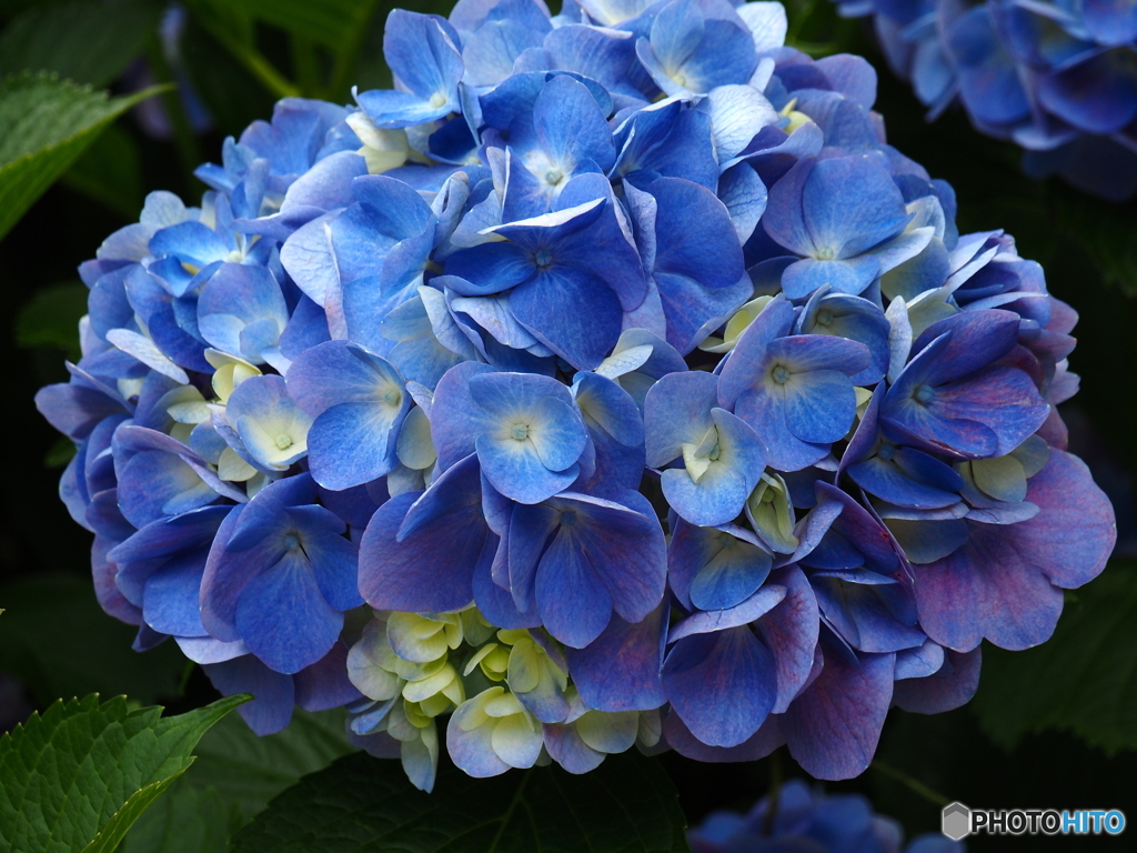日向・馬ケ背の紫陽花