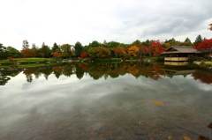 昭和記念公園の紅葉