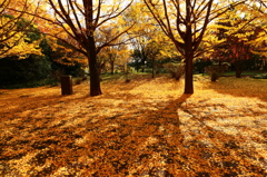 昭和記念公園のイチョウ