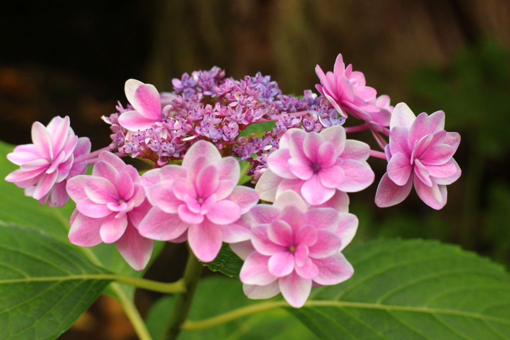 紫陽花(鎌倉にて)