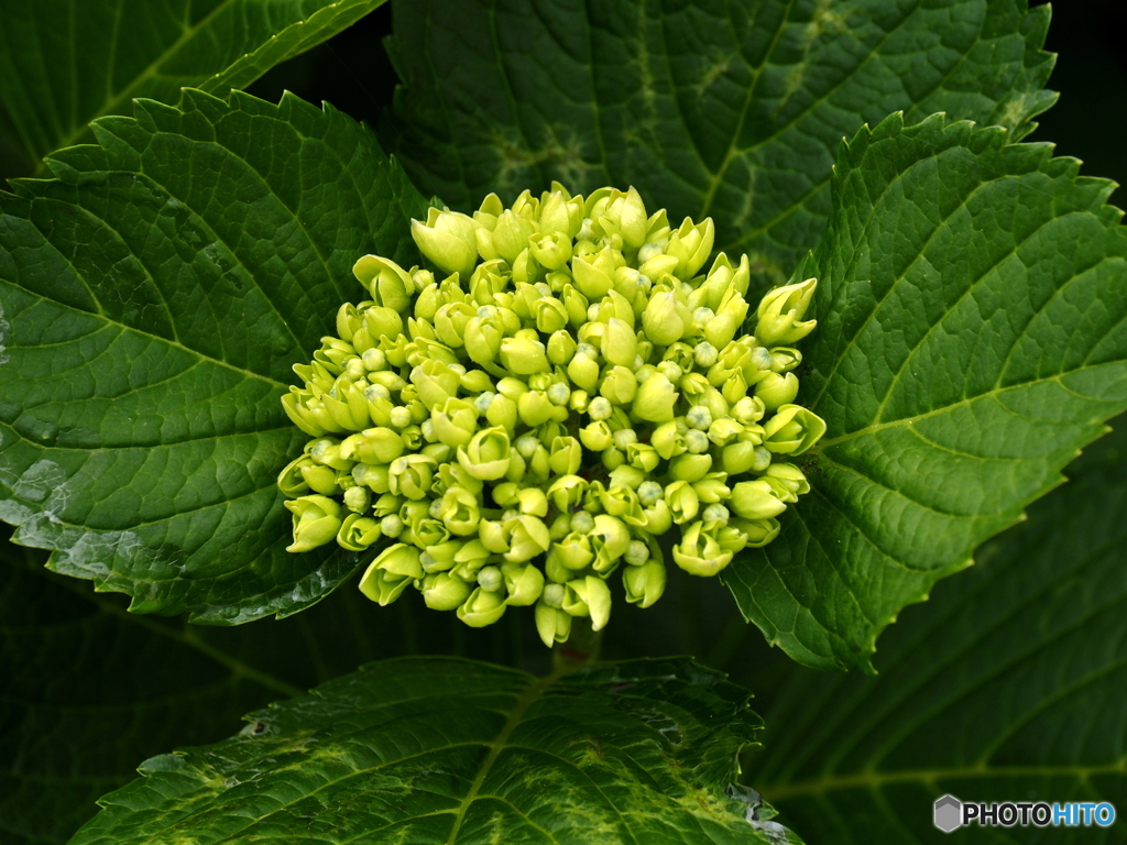 日向・馬ケ背の紫陽花