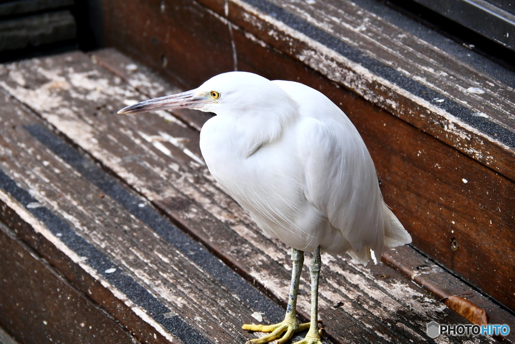 ケアンズの鳥たち