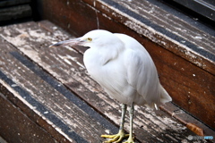 ケアンズの鳥たち