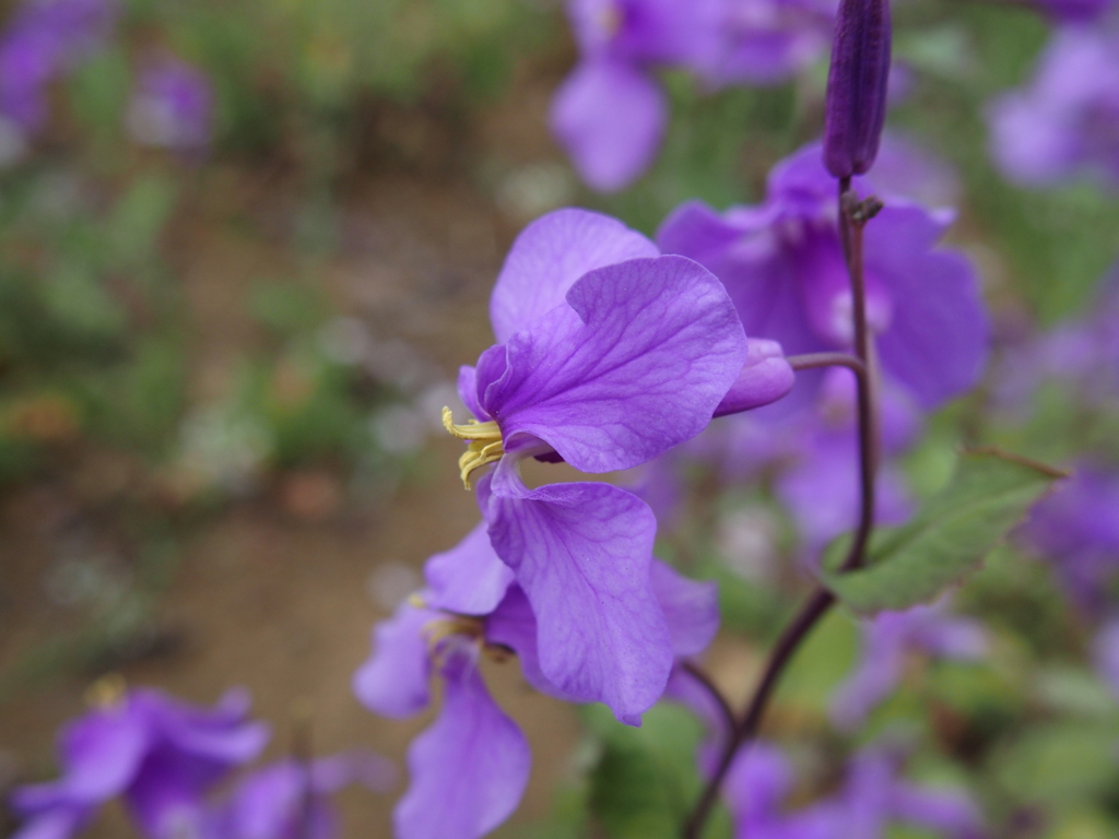 昭和記念公園にて