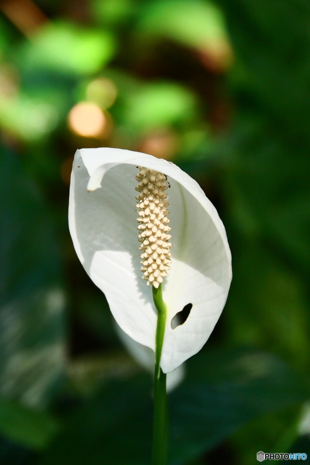 ケアンズ・ボタニック・ガーデンズ