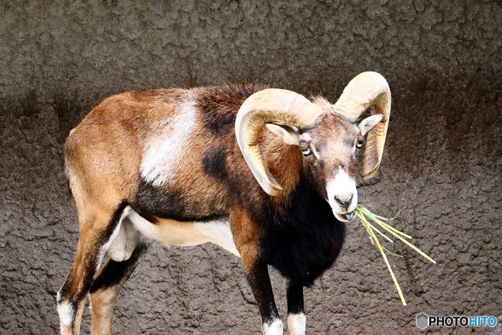 天王寺動物園