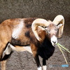 天王寺動物園