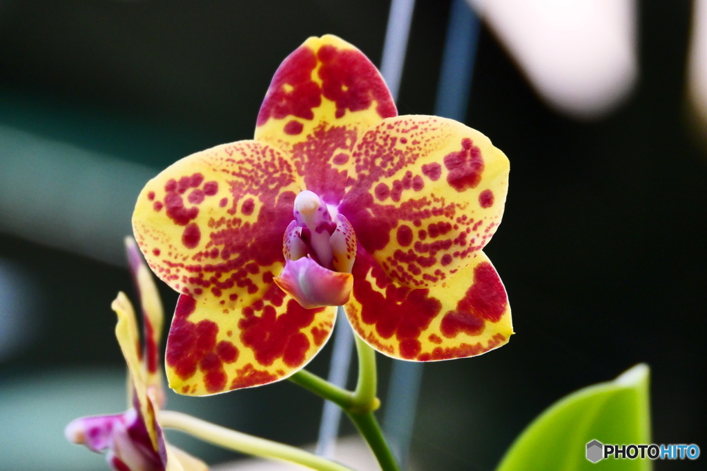 ケアンズ・ボタニック・ガーデンズ