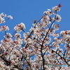 航空公園の桜