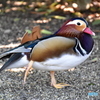 東武動物園