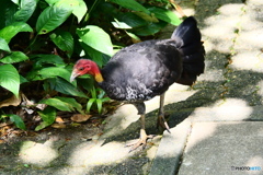 ケアンズの鳥たち