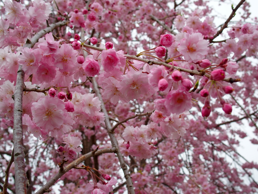 昭和記念公園にて
