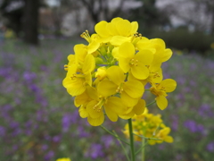 昭和記念公園にて