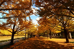 昭和記念公園のイチョウ