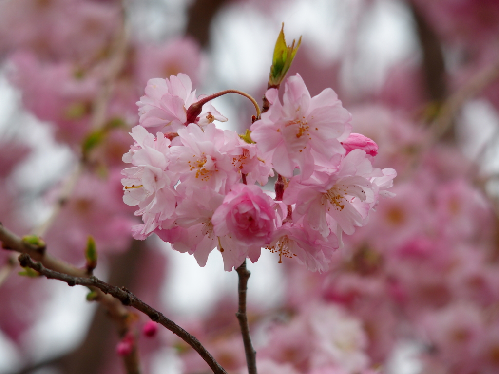 昭和記念公園にて