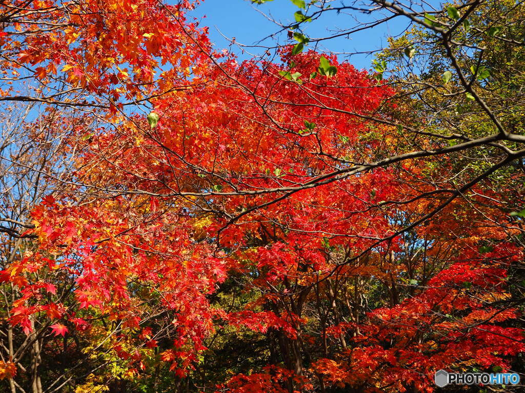 日本庭園の紅葉(昭和記念公園)