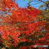 日本庭園の紅葉(昭和記念公園)