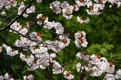 航空公園の桜