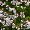 航空公園の桜