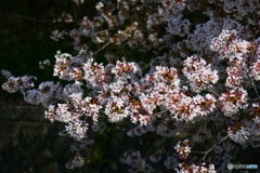 東川の桜