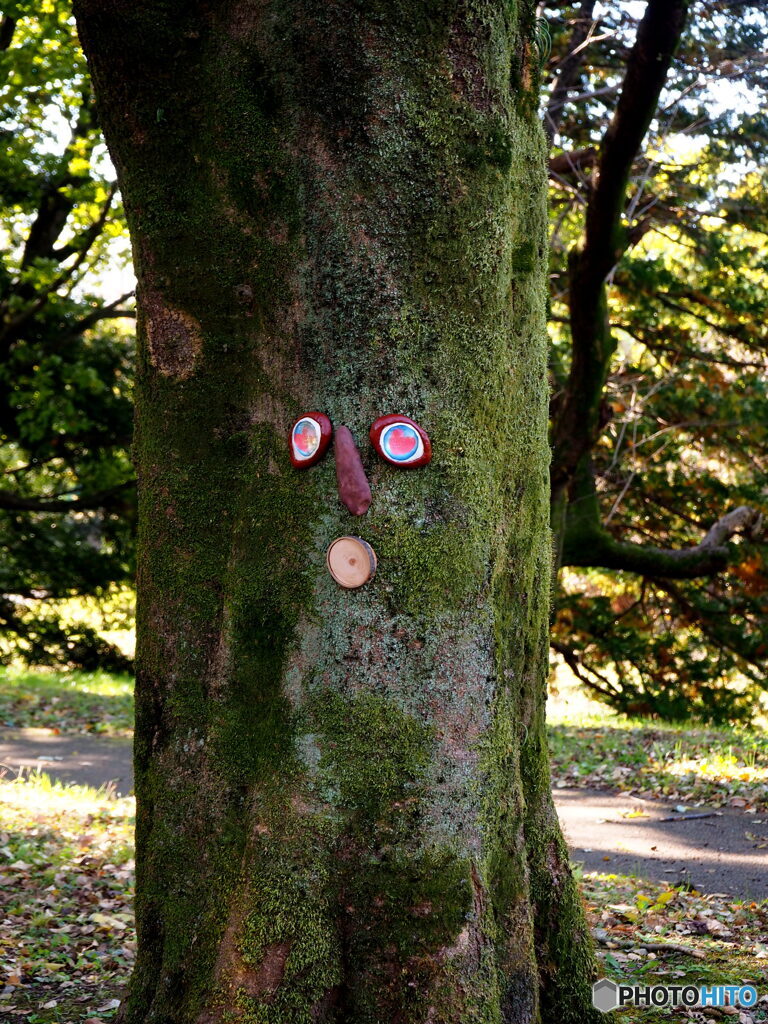 木の顔(昭和記念公園)