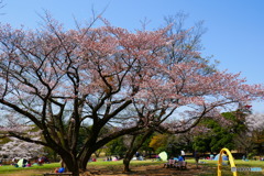 航空公園の桜