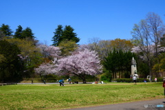 航空公園の桜