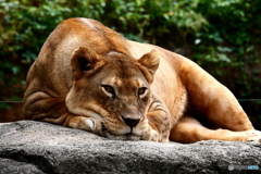 天王寺動物園
