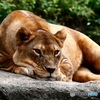天王寺動物園